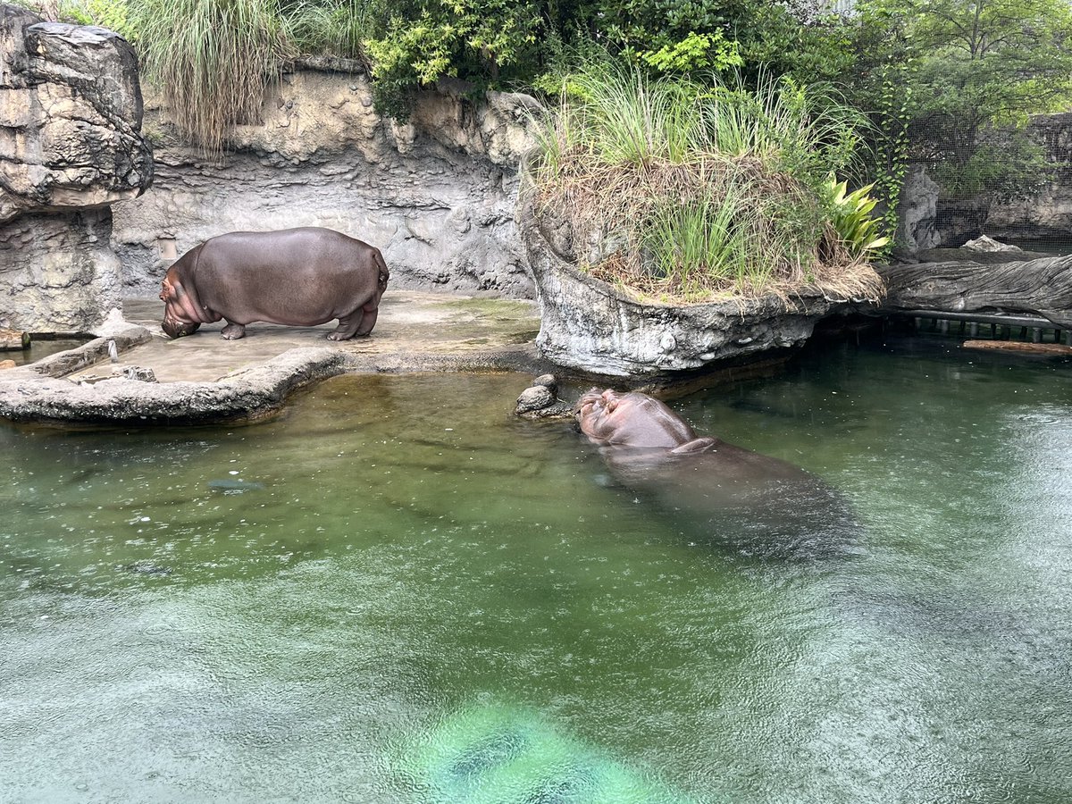 butsubutsu_tera's tweet photo. 思いつきで大雨の天王寺動物園へ。週末とは思えない人の少なさで、屋内の夜行性動物館やアイファーもガラガラ。
屋外の動物のうち、サバンナの動物達は庇のある場所へ避難。カバとワニはわざわざ雨を浴びるように陸へ顔を出し、シマウマ1頭だけが気にせず草を食べ続けていた。雨の動物園も楽しかった🦓 https://t.co/boNjPTGAIF