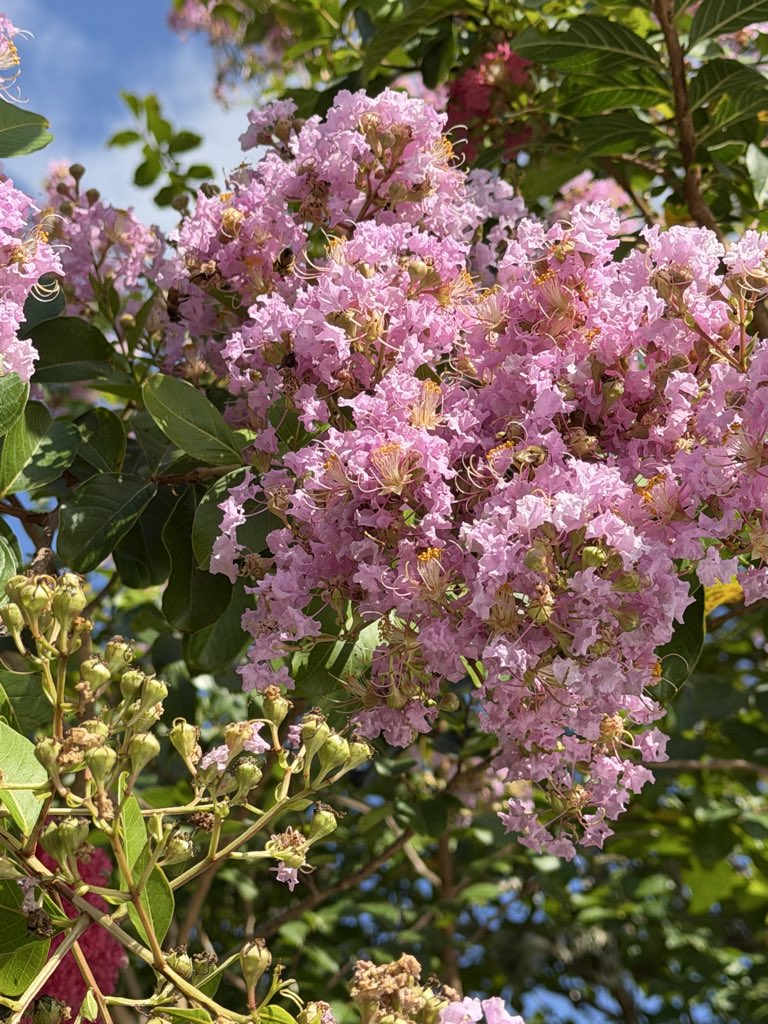 DogeCoinAud's tweet photo. The bees are absolutely loving the Crepe Myrtle’s trees https://t.co/l02Km9Dago