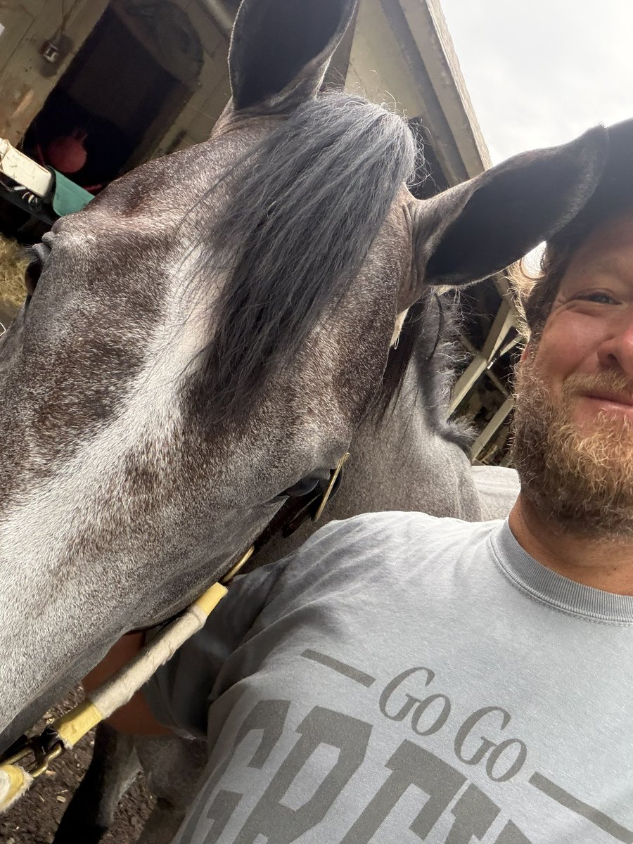 stoolpresidente's tweet photo. In other #GoGoGrey news Miss Watermelon, Drake Graye and Sir Alfred the Grey have all arrived ar #saratoga https://t.co/hrFoKYrBee