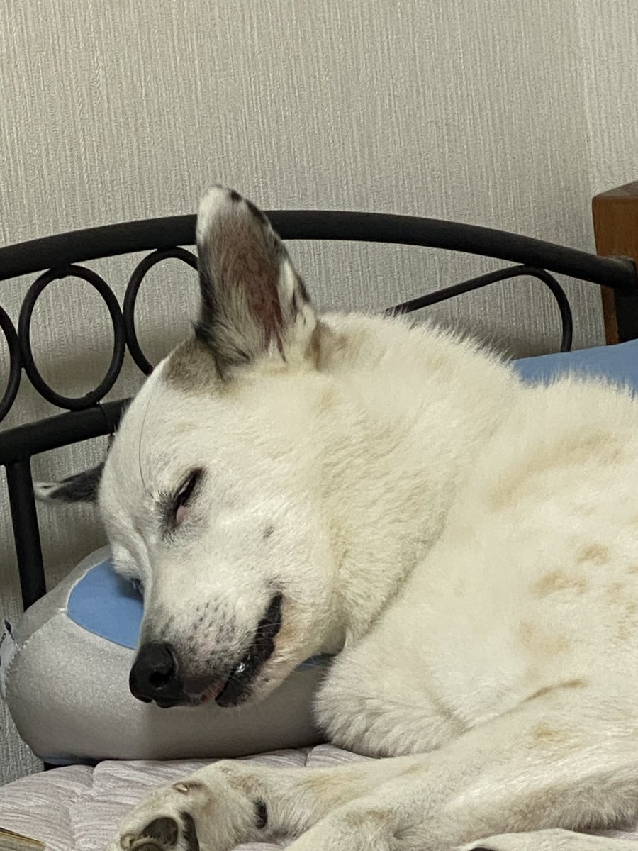 力工ルちゃん犬を飼う（猿） (@kaeruinukau) / Posts / X