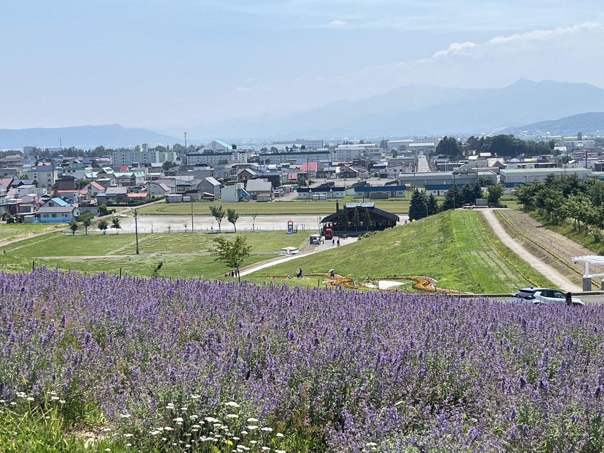 junchinyanchi's tweet photo. 上富良野のラベンダーのライトアップは行かないで昼間に行ってきたー🪻
花火は離れたとこから🎇
ラベンダーまだ咲いてないところの方が多い🪻 https://t.co/fZvuGZIJZu