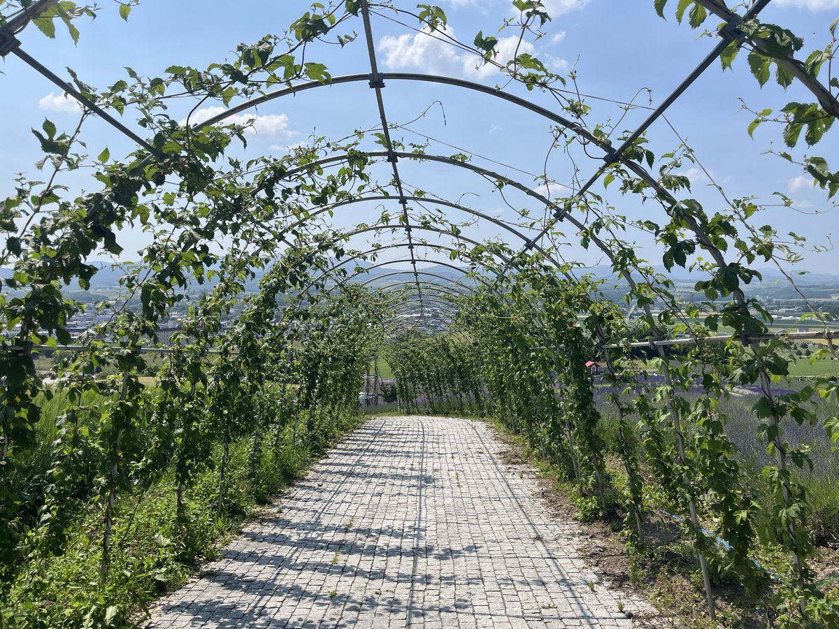 junchinyanchi's tweet photo. 上富良野のラベンダーのライトアップは行かないで昼間に行ってきたー🪻
花火は離れたとこから🎇
ラベンダーまだ咲いてないところの方が多い🪻 https://t.co/fZvuGZIJZu