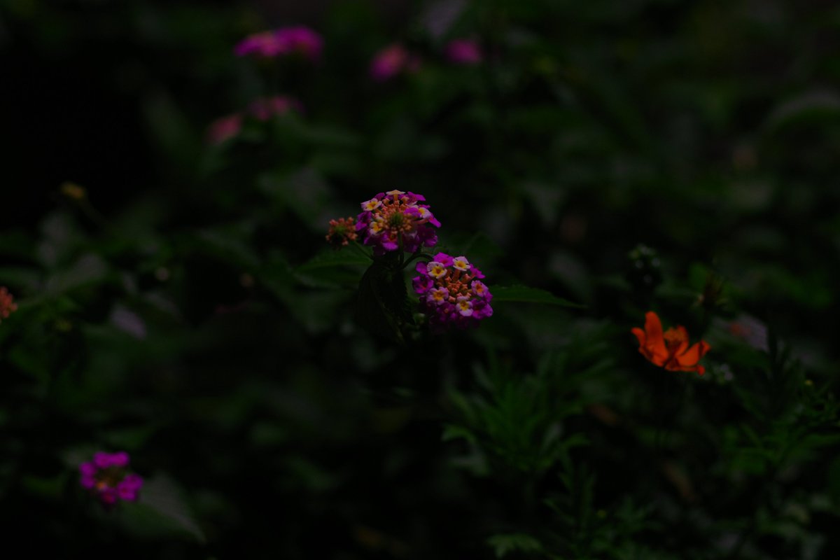 dattsun_foto's tweet photo. 寝落ちしてとんでもない時間に起きてしまったので
近所を散歩してついでに最近買ったレンズで
練習がてら撮影
写りはとんどもないがピント合わせ難しい。。。
📷:Pentax K-3 markIII
レンズ:smc PENTAX-DA★55mmF1.4 SDM
CI:鮮やか
#pentax #k3mark3 https://t.co/4fSjW4qgDL