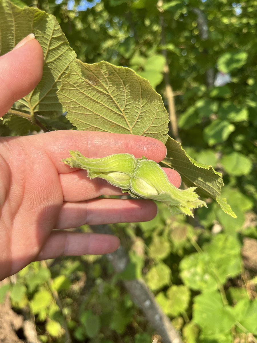 yoncanesli's tweet photo. #fındık 
#ordu 
#tarım 
2026 hasat zamanı yaklaşıyor,büyüyor minnaklar😊🌱👨‍🌾 https://t.co/480HV2Yquu