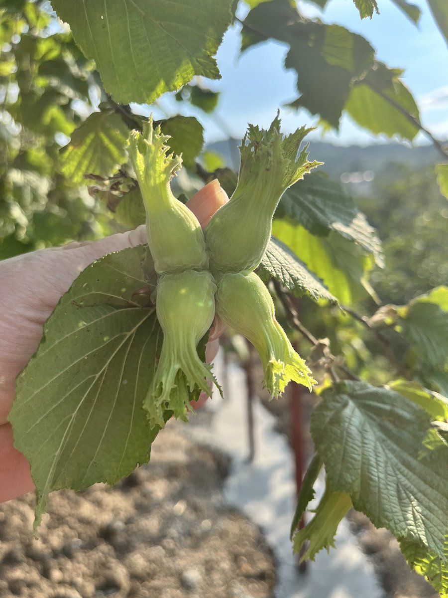 yoncanesli's tweet photo. #fındık 
#ordu 
#tarım 
2026 hasat zamanı yaklaşıyor,büyüyor minnaklar😊🌱👨‍🌾 https://t.co/480HV2Yquu