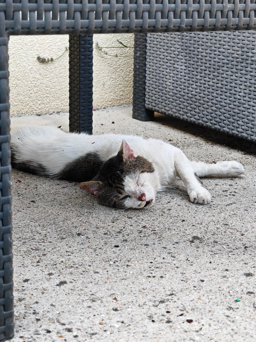 LEGUERRIERchat's tweet photo. Il a chaud le pauvre guerrier :( https://t.co/jkpobMWAtZ