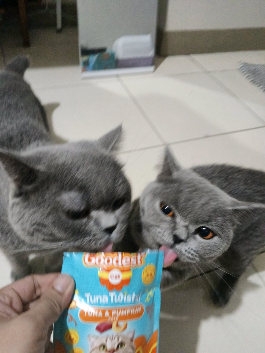 andrewalub's tweet photo. happy babies 😺 https://t.co/95D80VQhKa