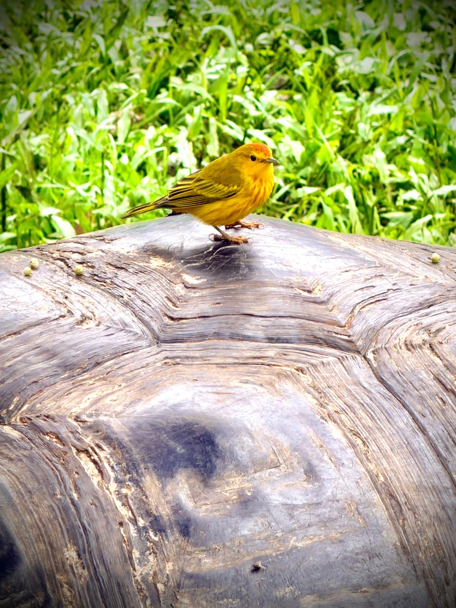 TereRodriguezTV's tweet photo. The wonders of the #galapagos - forever in my heart. #naturalevolution @Silversea cruise https://t.co/UvUuUwmoWB