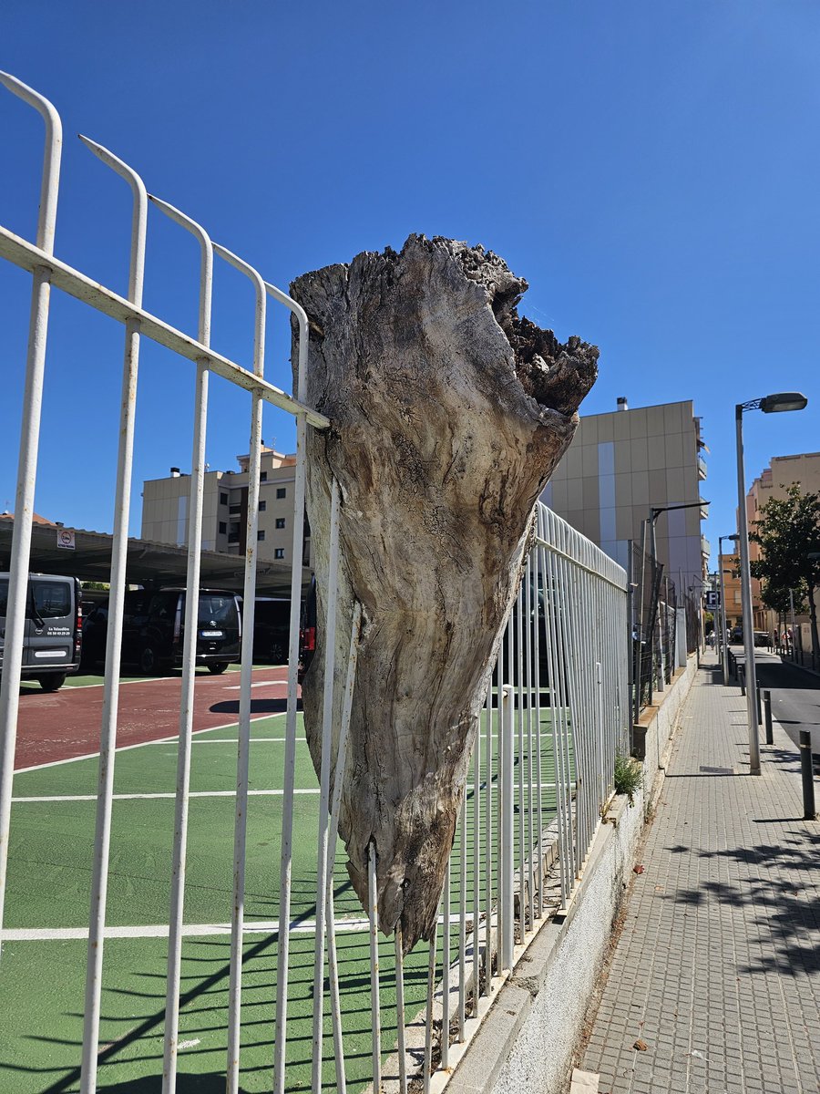 r_chapela's tweet photo. 🪾 [CAT] Quines històries podrien explicar aquests arbres? 
🪾 [CAS] ¿Qué historias podrían explicar estos árboles?
🪾 [ENG] What stories could these trees tell? 

📍Lloret de Mar, Catalunya 
@novindcat #escriptors #llibres #relats #relatos https://t.co/ppY8Mm6Q5Q