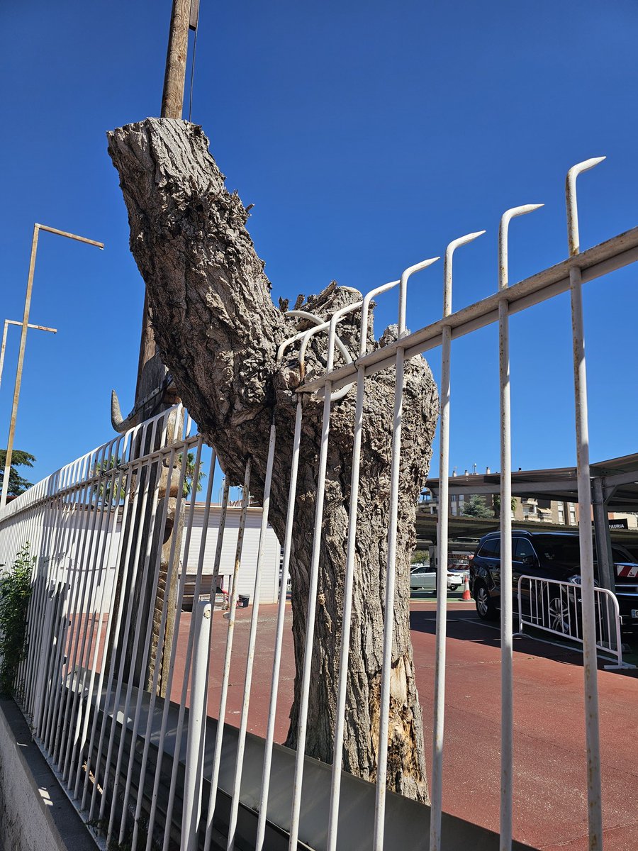 r_chapela's tweet photo. 🪾 [CAT] Quines històries podrien explicar aquests arbres? 
🪾 [CAS] ¿Qué historias podrían explicar estos árboles?
🪾 [ENG] What stories could these trees tell? 

📍Lloret de Mar, Catalunya 
@novindcat #escriptors #llibres #relats #relatos https://t.co/ppY8Mm6Q5Q
