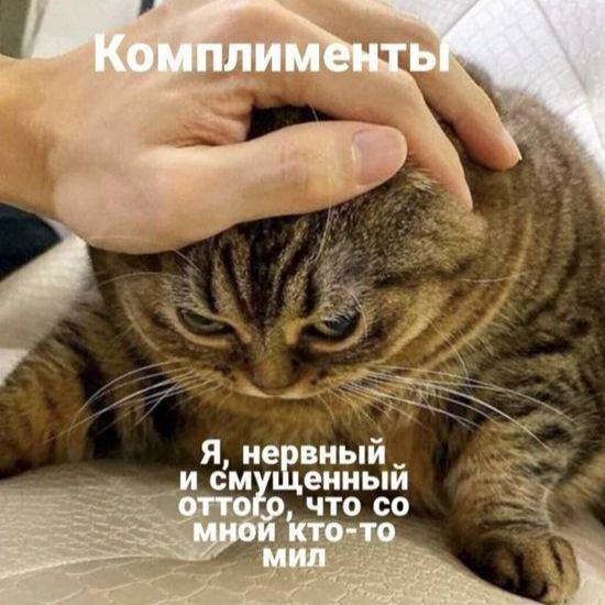 catsilcats's tweet photo. https://t.co/18hOYQM3Ok