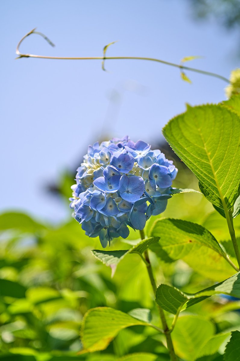 tsurane's tweet photo. 紫陽花
sigma fp L
Carl Zeiss Jena Tessar 50mm f2.8
#tessar #tessar50mmf28 #carlzeissjena
#sigma #sigmafpl
#オールドレンズ #oldlens #vintagelens
#NoWar https://t.co/SgEHJZ9Hlf