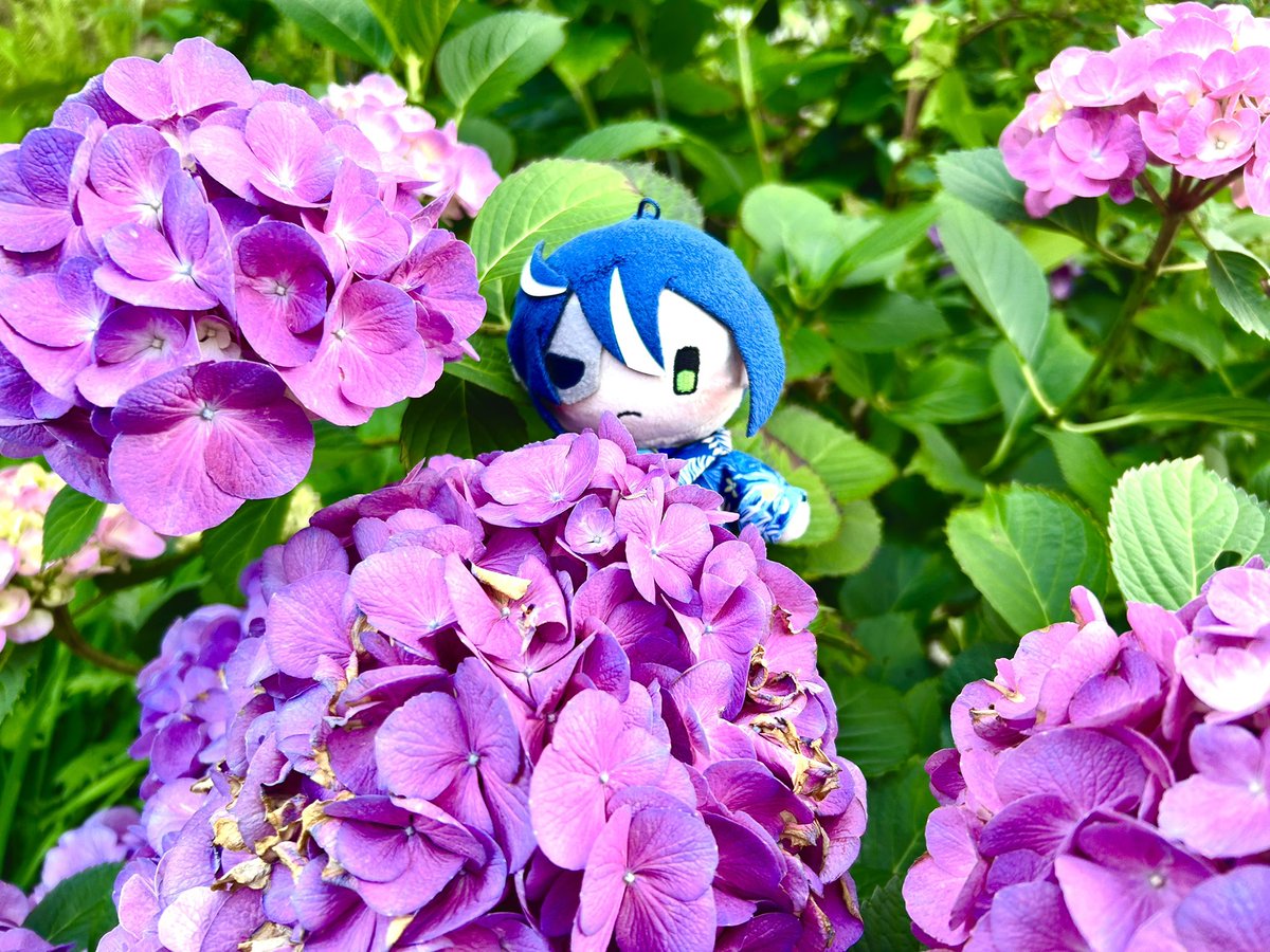 最近忙しくて全然絵描けてないですごめんなさい🫠 代わりに紫陽花と