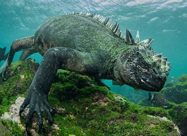 Strange_Animals's tweet photo. Marine iguanas live on the shoreline of the Galápagos Islands and feed exclusively on algae.

(Photos Simon J Pearce) https://t.co/jhTNabuGRg