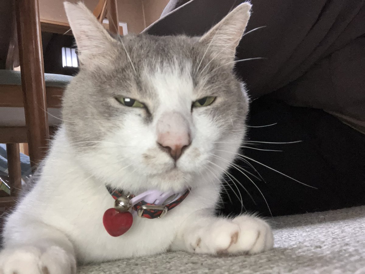 swiftnoridayo's tweet photo. 米を13合炊いて大雨の中買い物して猫に嫌な顔された土曜日だった https://t.co/UU5VeOggWR