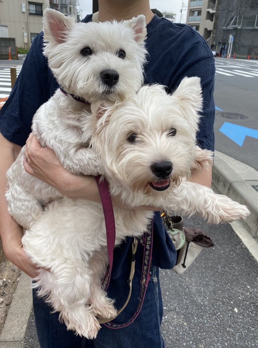 tera_westie's tweet photo. ダブル抱っこ、かさね犬🐶🐶

#ウェスティ
#ウエストハイランドホワイトテリア https://t.co/h6DAUNEawP