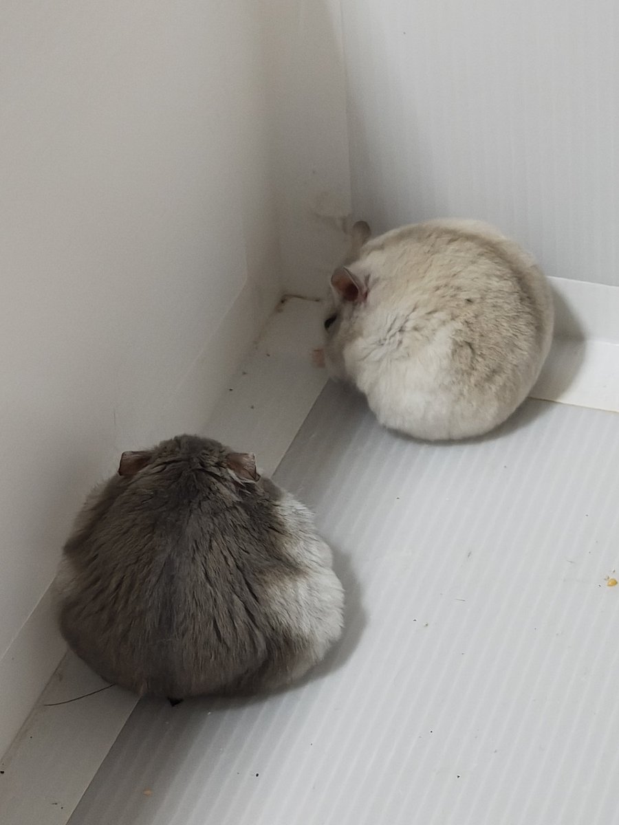 0426_mie's tweet photo. デート中に爆睡するふたり🐹🐹(信玄くん＆桜ちゃん) https://t.co/YIC9jkE2sx