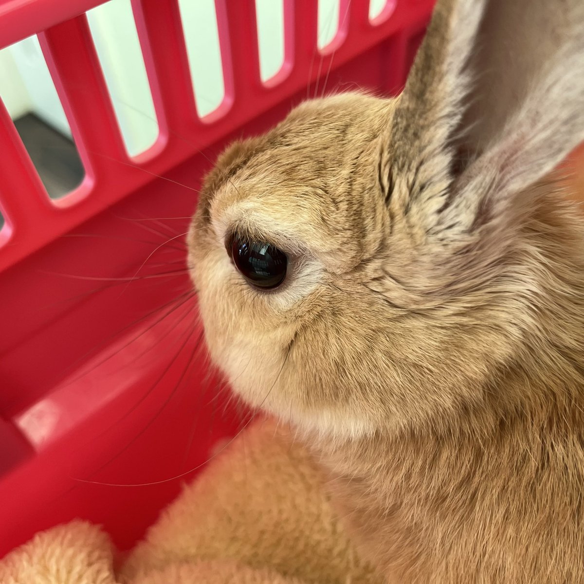 co817p's tweet photo. ここちゃん通院日🏥胸腺腫も落ち着いてて前足の膿腫も腫れは酷くなってないとのことで一安心😌来月は12歳だ〜すごいよ〜！！！！！！！えらい！！！(その前にもう一回病院ある🏥) https://t.co/PWQqS6Yne7