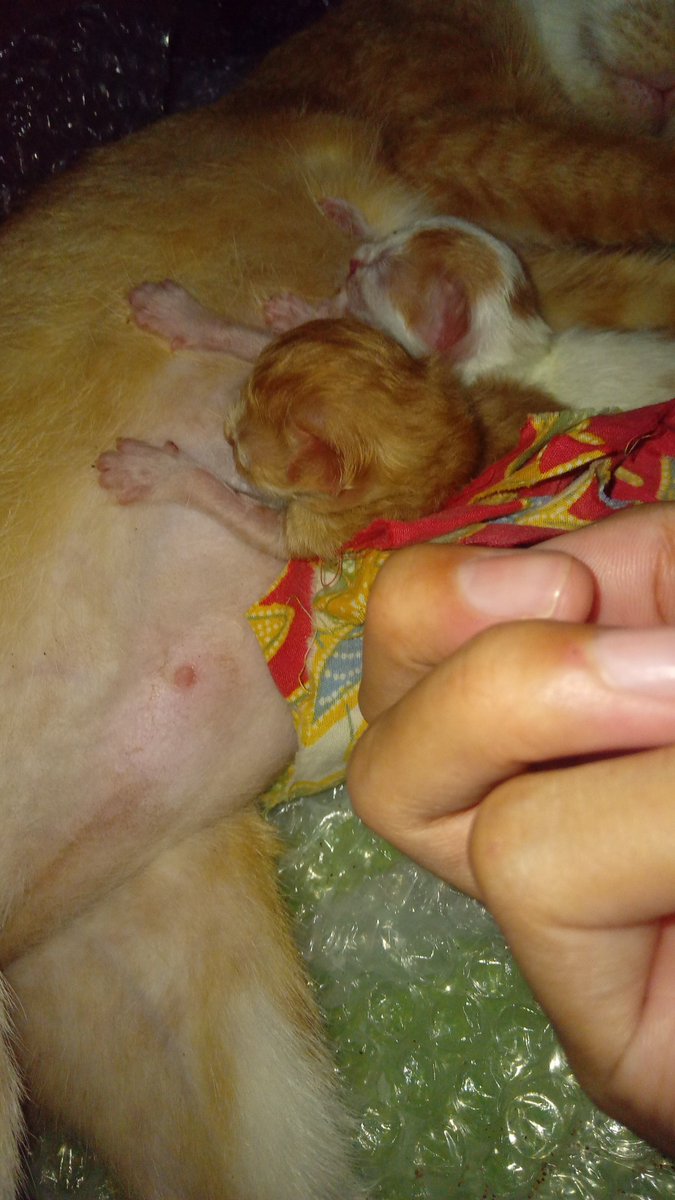 akgtw_'s tweet photo. Padahal pas baru lahir, mama nya gak mau urus bahkan buat potong plasentanya, aku yang potong. Sempat gak bisa nen juga, sampe mikir kalo cacat, padahal si kakak bisa nen. Harus dipegangin, karena kalo gak gitu, adek gak bisa nen, lepas terus dan gak bisa cari puting. https://t.co/ue6qGsDqS5
