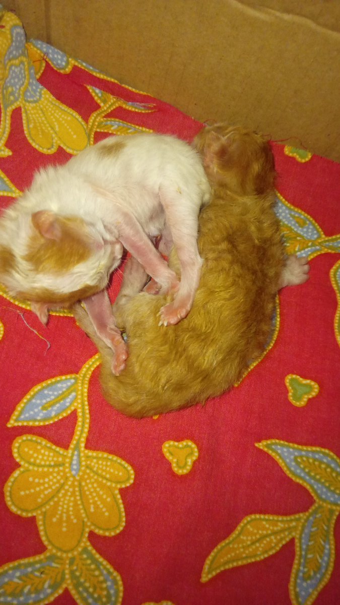 akgtw_'s tweet photo. Padahal pas baru lahir, mama nya gak mau urus bahkan buat potong plasentanya, aku yang potong. Sempat gak bisa nen juga, sampe mikir kalo cacat, padahal si kakak bisa nen. Harus dipegangin, karena kalo gak gitu, adek gak bisa nen, lepas terus dan gak bisa cari puting. https://t.co/ue6qGsDqS5