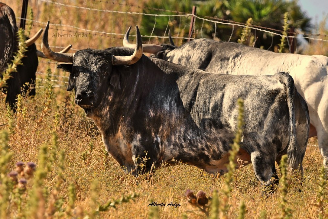 Secreto_Bravura's tweet photo. N°13 "PALILLERO" Cebada Gago.

Toro cárdeno, amplio, con mucha cara y de 585 kilos de peso.

Destaca en la corrida por tener un pelo característico de Cebada y una expresión muy seria. Es de esos toros que da miedo por las calles de Pamplona. 

@HrosCebadaGago https://t.co/BYPpGQhYIp