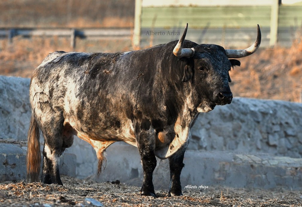 Secreto_Bravura's tweet photo. N°13 "PALILLERO" Cebada Gago.

Toro cárdeno, amplio, con mucha cara y de 585 kilos de peso.

Destaca en la corrida por tener un pelo característico de Cebada y una expresión muy seria. Es de esos toros que da miedo por las calles de Pamplona. 

@HrosCebadaGago https://t.co/BYPpGQhYIp