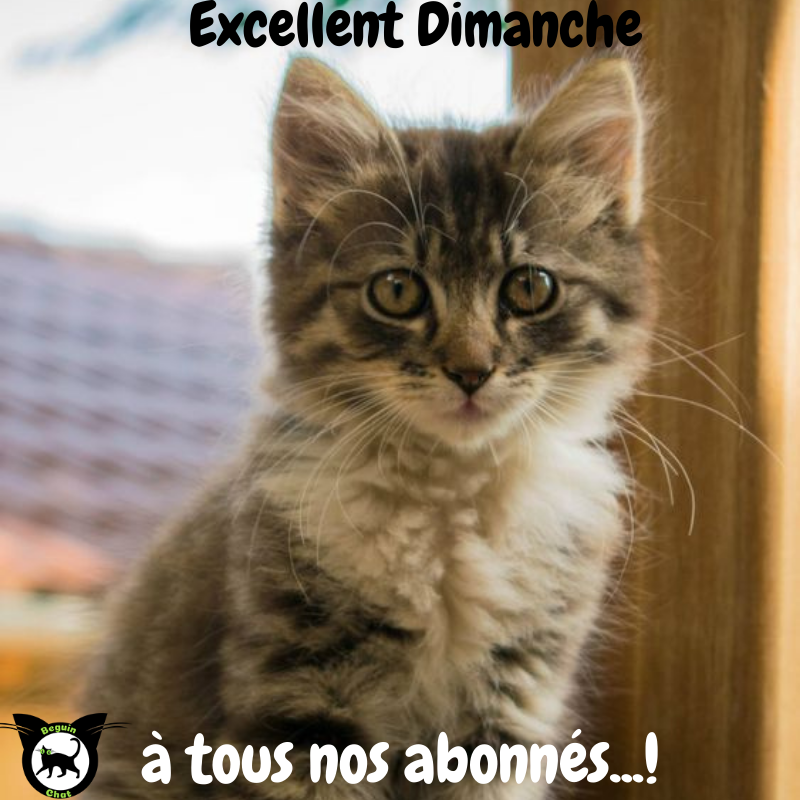 BeguinChat's tweet photo. ❤️Beguin-chat souhaite à tous ses abonnés.. un Excellent dimanche...!! ❤️
#meschats #chaton #chatonmignon #chatdamour #leschats #matou #bouledepoils #chats #catlovers #CatsOfTwitter #Caturday #catlife #instacat #pets #kittens #cats #cat https://t.co/XrPnOPtrYe