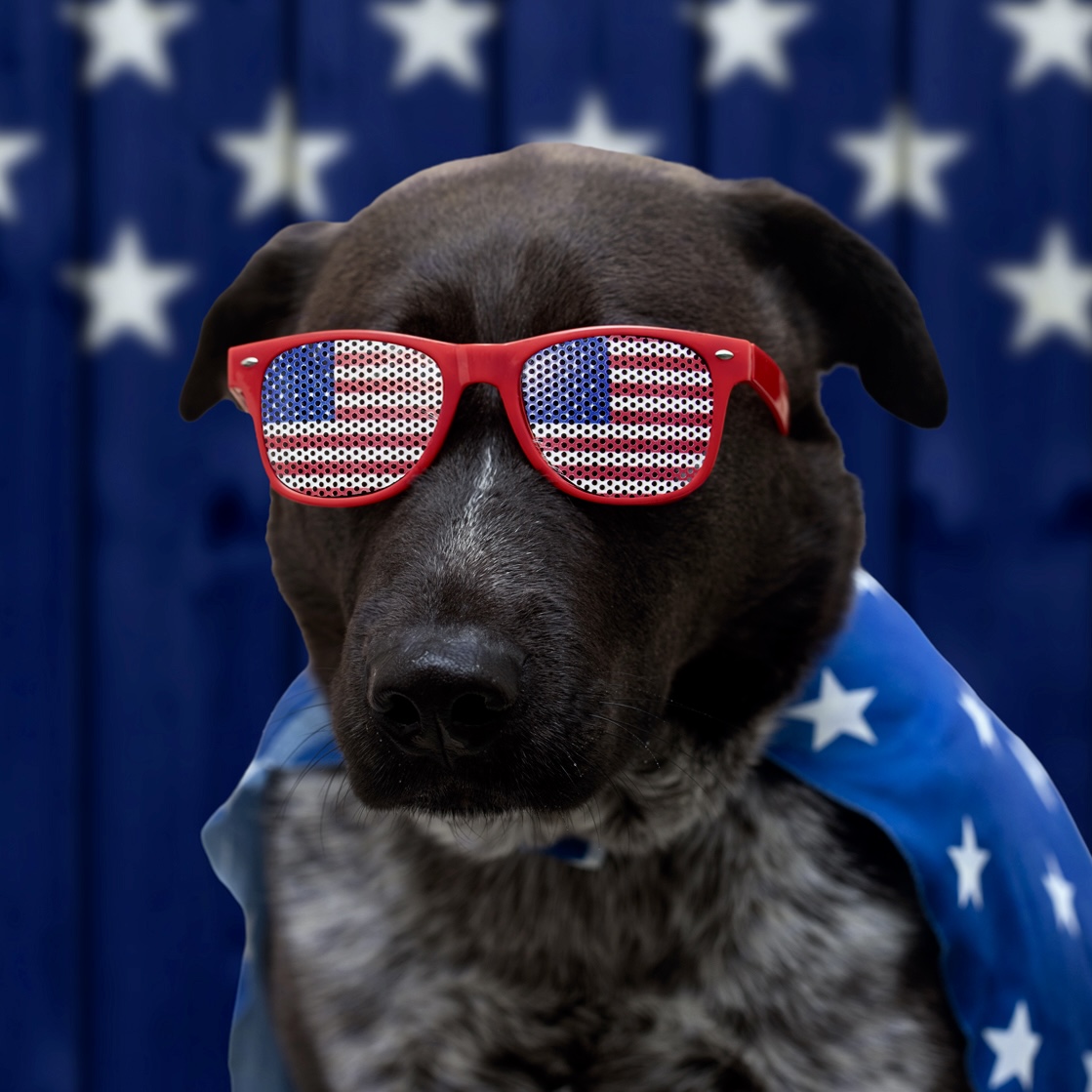 HoustonSPCA's tweet photo. 🇺🇸❤️ Sweet Olso rocked his 4th of July photoshoot! Looking for a fun-loving companion to celebrate life's adventures? Olso is ready to meet you.

Learn more about him and all of our adoptable pets at https://t.co/ubK97rWIPa.

Happy 4th of July! 🎆🐾 https://t.co/75ZblTZOBm