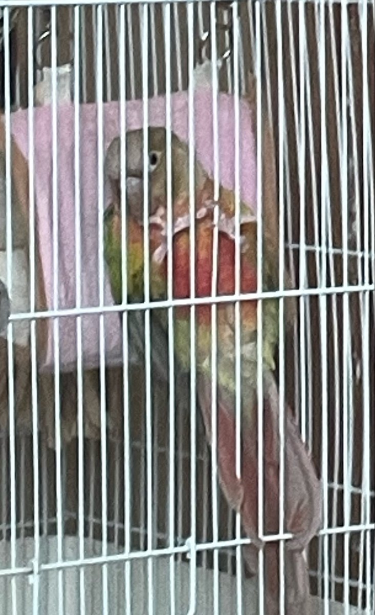 Post by bongi@ご依頼受付中！ on X: ニンジャインコ