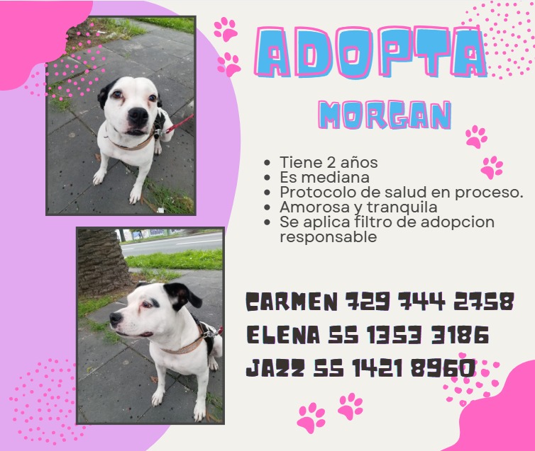 MalixYaah's tweet photo. #adopta #nocompres #adoptablesopen https://t.co/GFelvHSVue