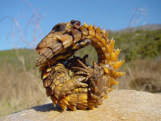 Strange_Animals's tweet photo. When threatened, the Armadillo lizard bites its tail, curls into a ball &amp; exposes its spikes!

(Photos marshcv9) https://t.co/oXW1aaRSAH