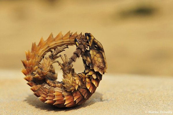 Strange_Animals's tweet photo. When threatened, the Armadillo lizard bites its tail, curls into a ball &amp; exposes its spikes!

(Photos marshcv9) https://t.co/oXW1aaRSAH