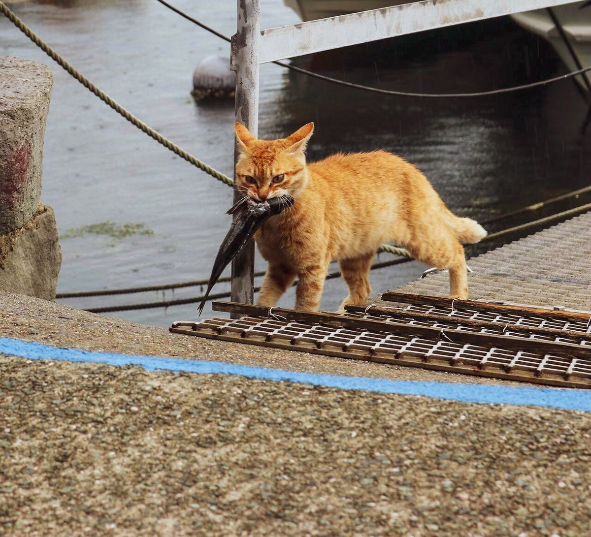 mumbo as cats 📷🧗 tweet media