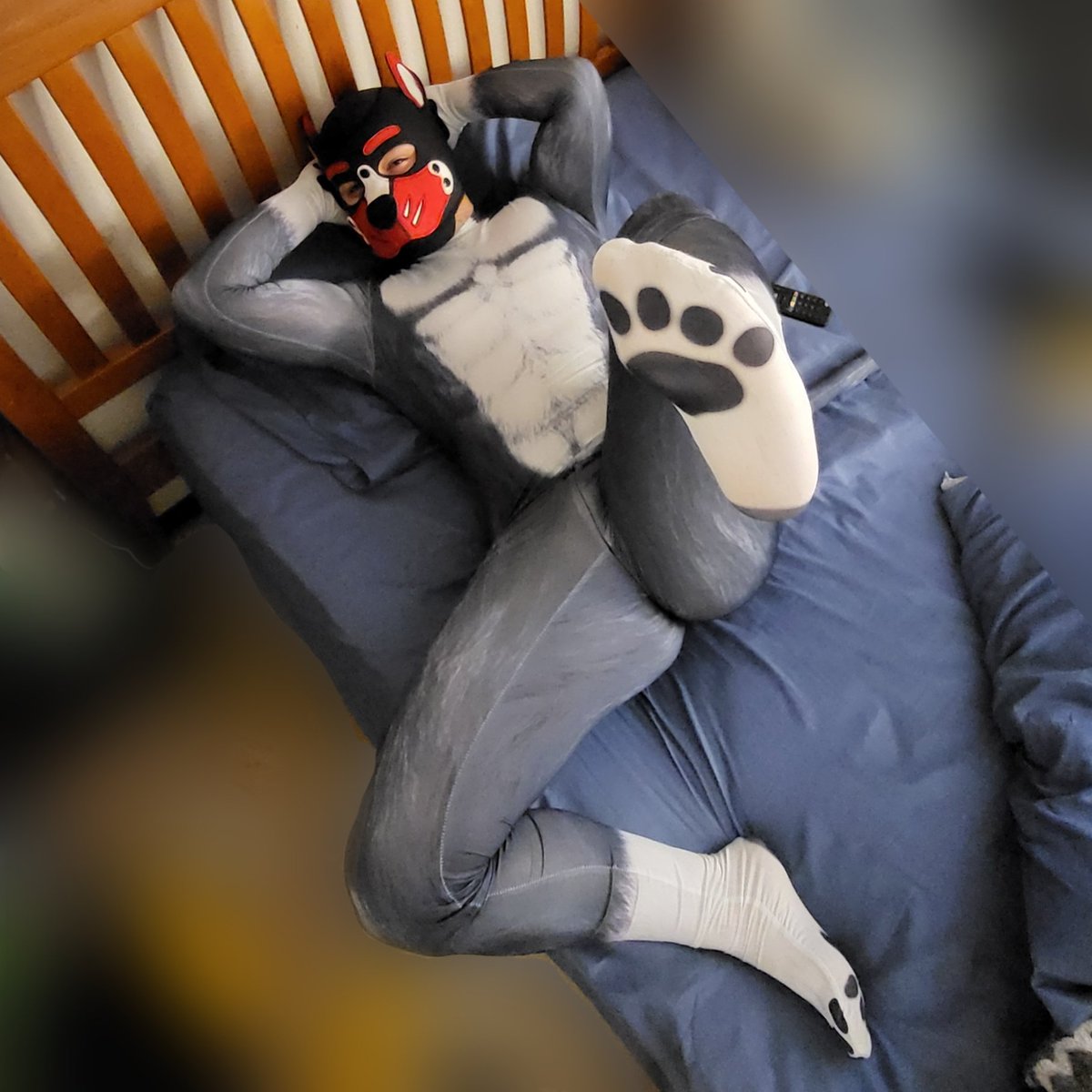 A_sextoy's tweet photo. terminando ire a la marcha abierto y usado, con el traje ajustado de licra, la castidad marcandose y mi pup hood, claro con el plug inflable adentro, por si me ven lo inflan o me manosean 🐽🤤😈 https://t.co/6godIeCpmR