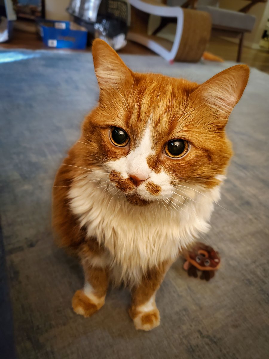 Dbwagner104's tweet photo. the older your cat is, the more you need to hype them up when they enter the room.   

gasp like you've seen David Tennant at a Costco in Victorville. ask, “who’s this handsome king??” as if you genuinely do not know. blast “Crazy in Love” from your phone. whatever it takes. https://t.co/o5DeAilWuh
