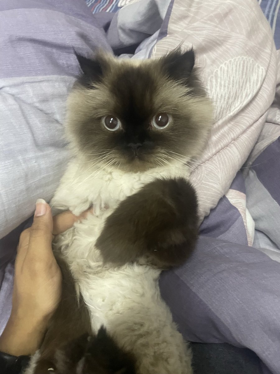 tiktok3boy's tweet photo. A part of me died with him. I would sell my soul just to hear him meow one last time… https://t.co/EUNp0RnobL