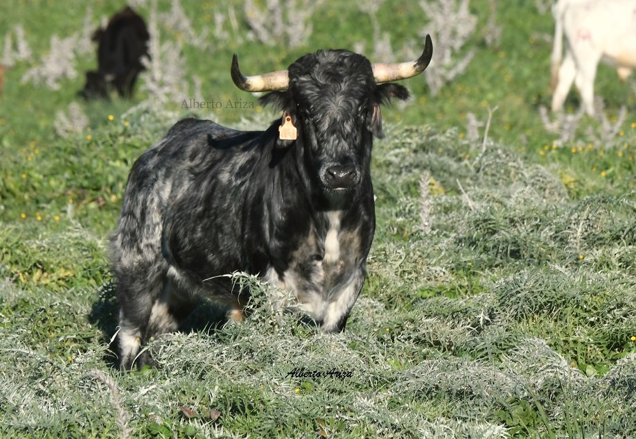 Secreto_Bravura's tweet photo. En las siguientes fotos podéis ver la evolución de "PALILLERO".

Llama la atención como de becerro tenía la cara muy blanca y con el tiempo se fueron difuminando los pelos blancos y negros dándole de toro ese pelo cárdeno carbonero tan llamativo.

@HrosCebadaGago https://t.co/vscO6n1dEe