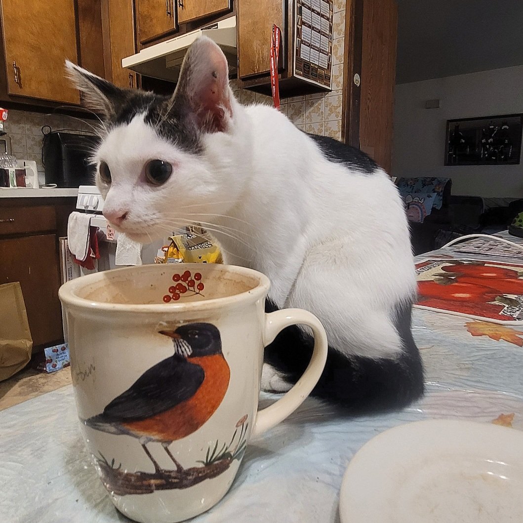 JediMushroom's tweet photo. #ForceFriday Memory
July 3, 2024
Appx. 9.75 weeks old
L🍄VE, Jedi Mushroom Skywalker!
#StarWarsCats
#StarWars
#MayTheForceBeWithYou
#MayThePawsBeWithYou
#catoftheday
#catsoftwitter https://t.co/uyq7N7TRmH
