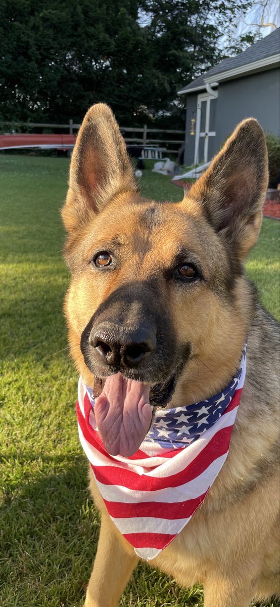 HoneyBuzz16's tweet photo. @JaniceDean She’s beautiful! Love her name. This is Geist. He went over the rainbow bridge in January. Not quite ready for another dog yet. https://t.co/OLxzdgUg9i