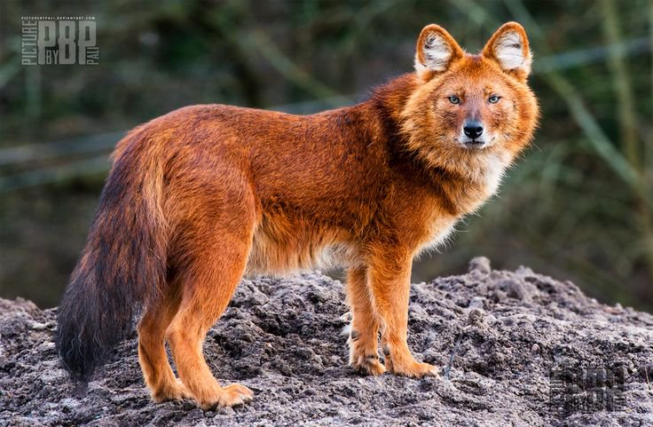 Strange_Animals's tweet photo. The dhole is an endangered canid from Asia.

(Photo PictureByPali) https://t.co/FYnvdarH5e