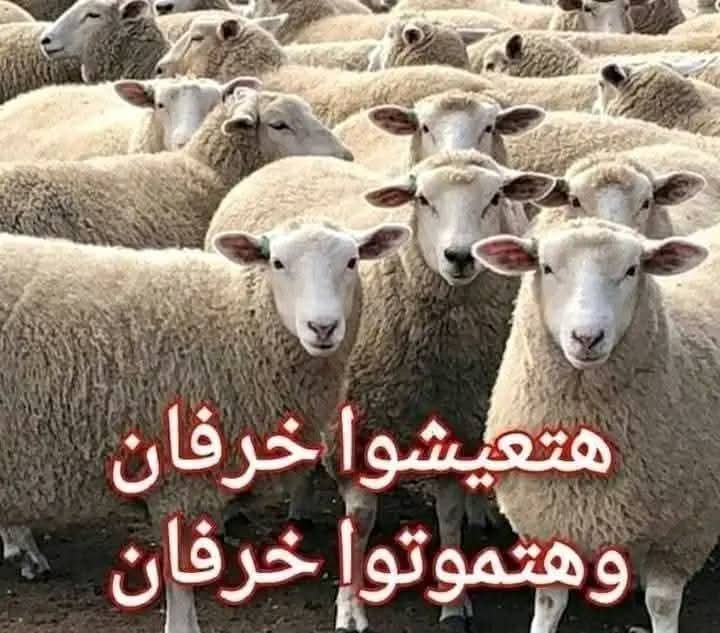 SamyaRefaa53661's tweet photo. @ABDALLA_ALTABEY @AlsisiOfficial You are rude son of the biggest bitch. Nothing but Aben Rabaa Nikah 🐑 🐑 🐑 🐑 🐑 sheep's. https://t.co/b3MhFXE4Bl