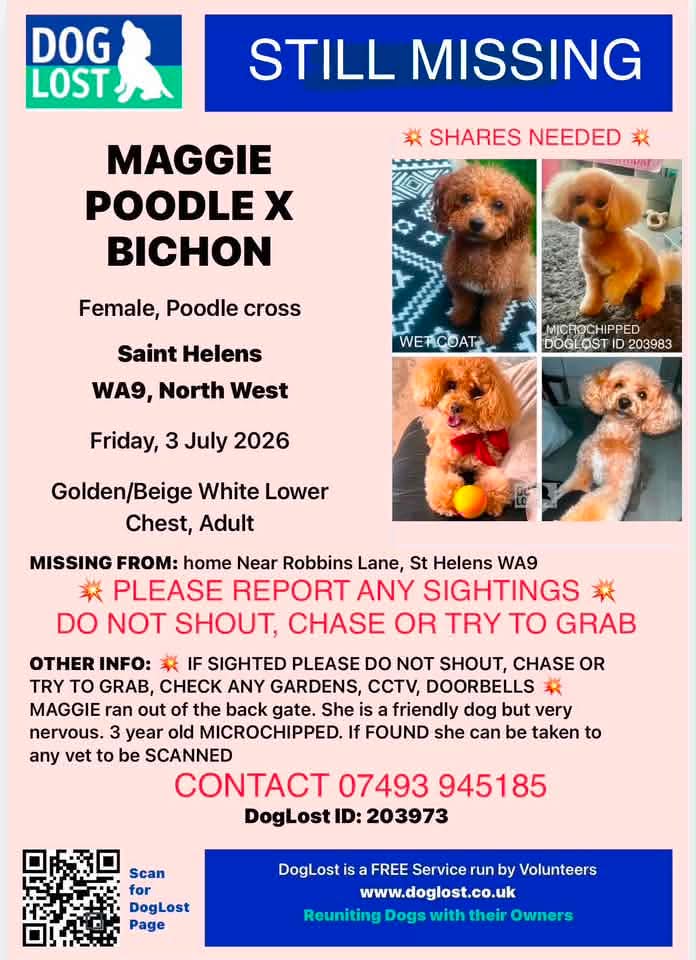 MissingPetsGB's tweet photo. Maggie is still #missing

#StHelens #WA9
Please look out for MAGGIE #Poodle #missing 3 Jul 2026 
#Merseyside https://t.co/vxEVoFPAfH