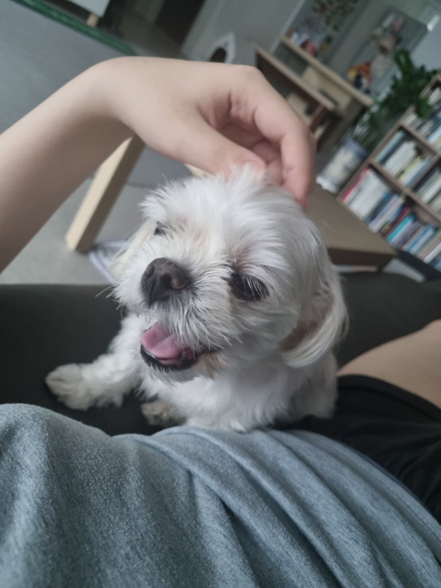 _modi283's tweet photo. 방금 우유 강아지별 갔어요
지금까지 계속 걱정해 주시고 예뻐해 주셔서 감사합니다 https://t.co/eByXQwb9D6
