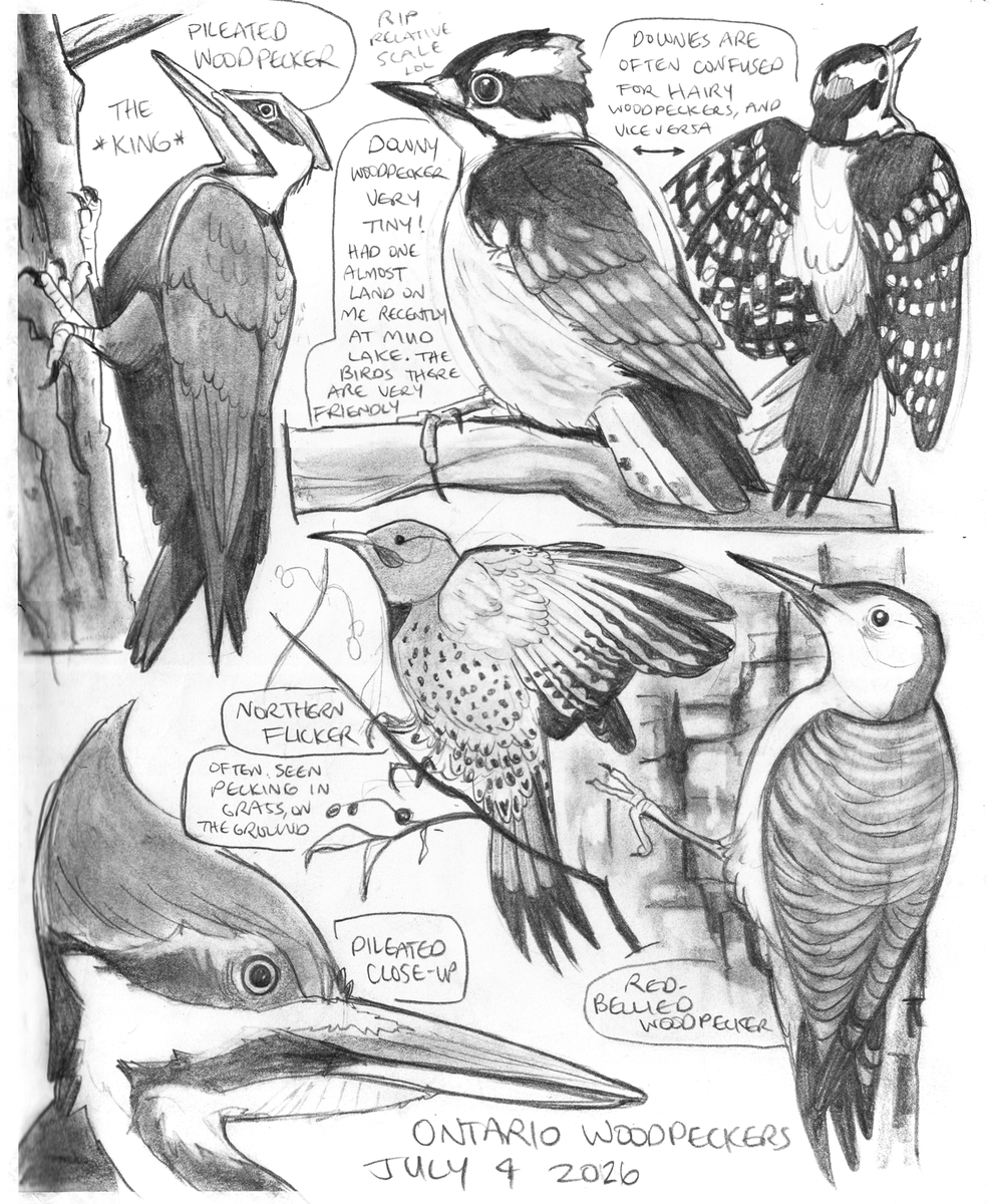incaseyouart's tweet photo. The last pages for the animal book I want to make are done~ https://t.co/bwTBPYa3aE