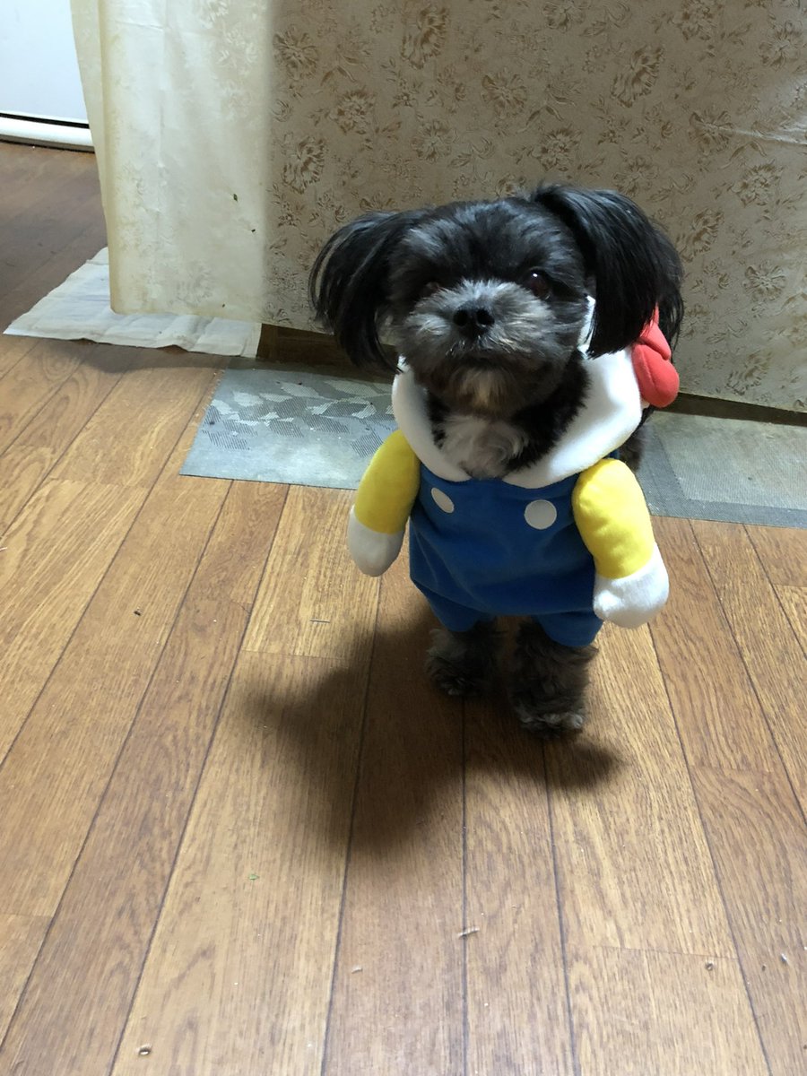 yosihora's tweet photo. @Emo_Uruwashi #えもと借り物競争
イッヌのごり押しじゃあ！！！ https://t.co/ztnFPXjlxk