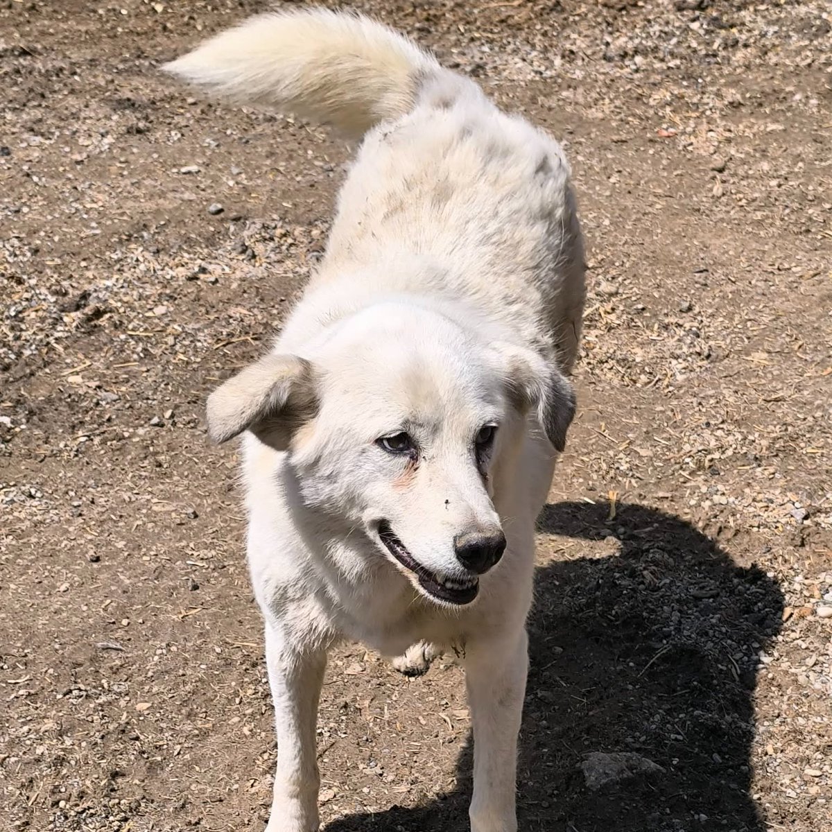 GillyMeeky's tweet photo. Neva is my next unsponsored dog. She has £31.40 in her sponsor pot ❤️ she needs another £14.60. Please help her this month if you can 🙏🙏🙏 https://t.co/kZSKyVV4Pn ❤️❤️ https://t.co/UpCkzalbWg