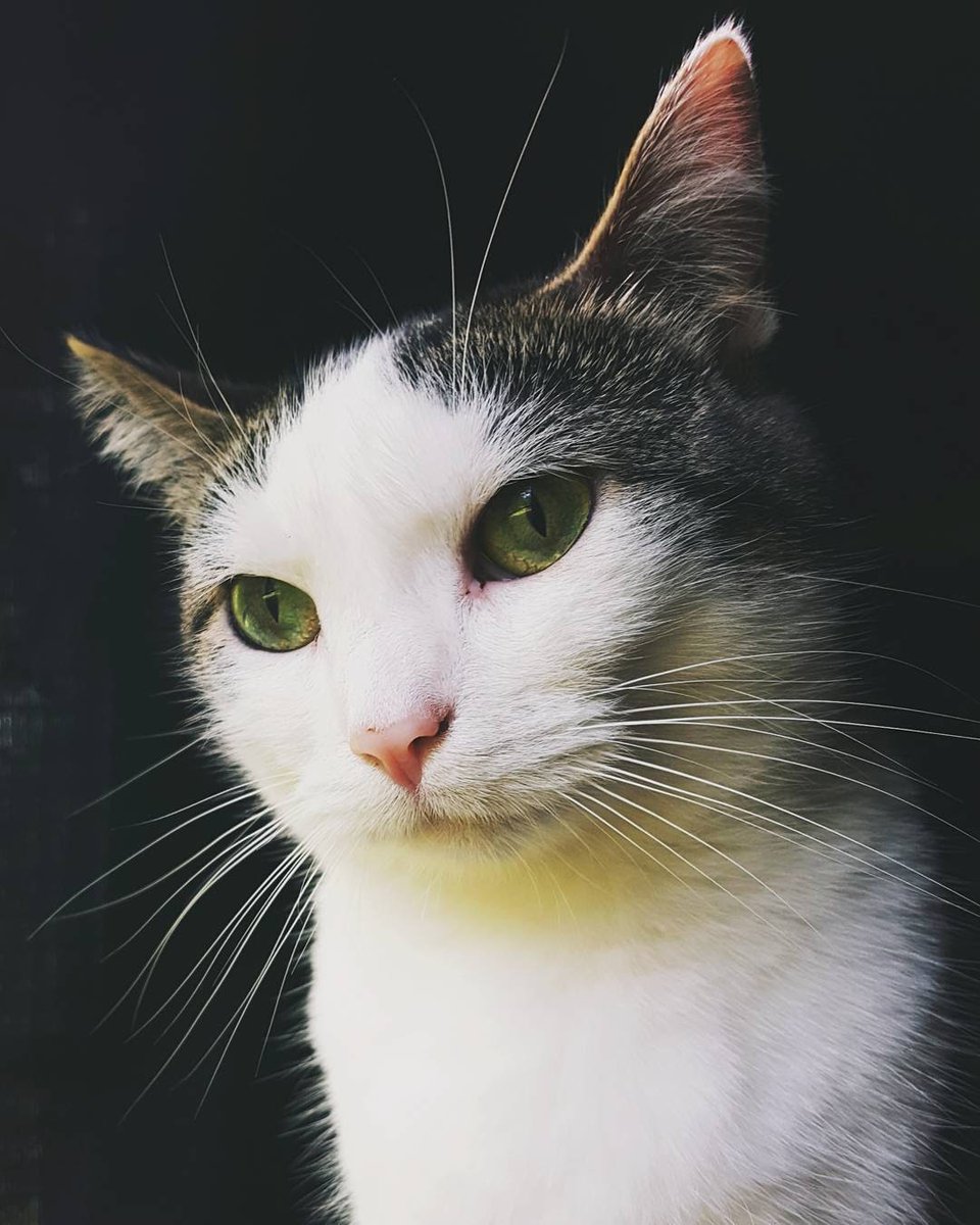 yoga_and_more's tweet photo. do you love me ?? ❤️ 😺 🎉 🎈 🍀 ❤️ https://t.co/eJM34N7FVV