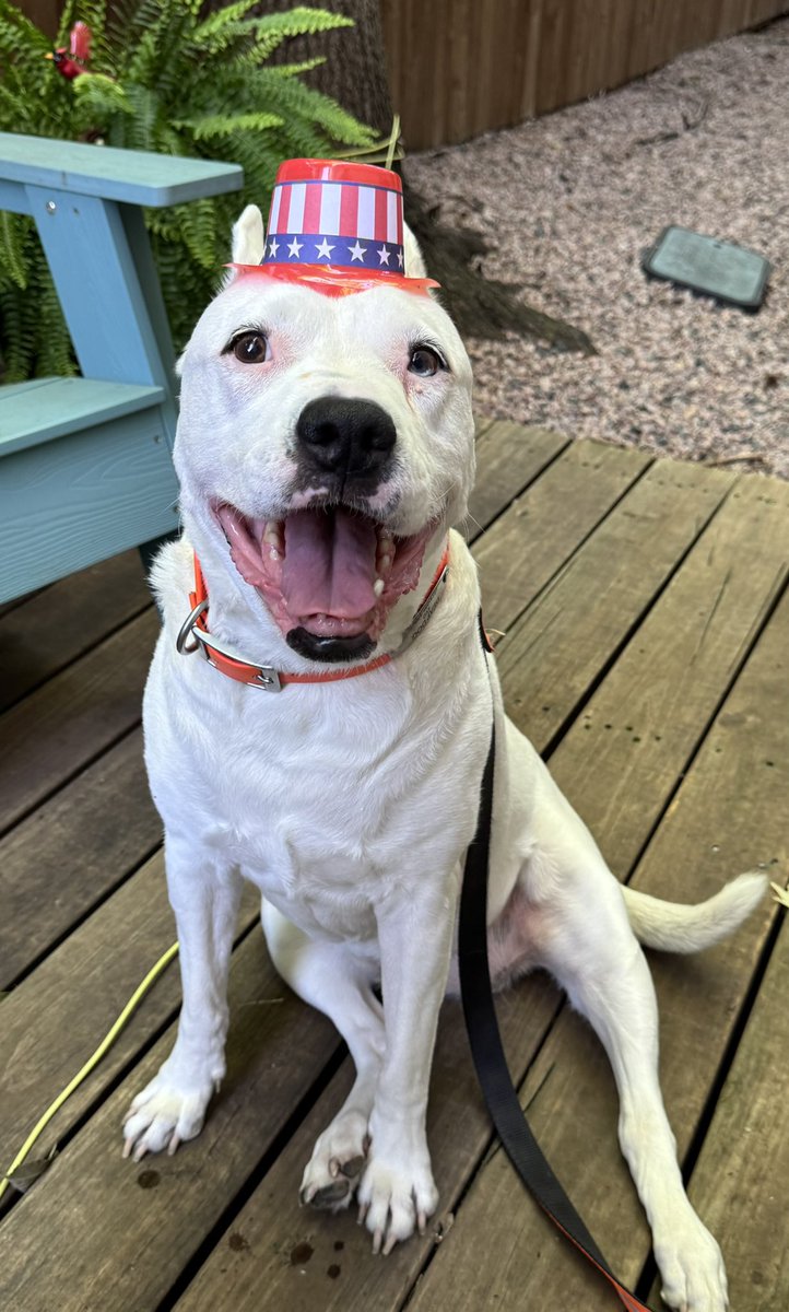 yolodimas's tweet photo. @CanadianPenny1 Thanks for celebrating with us Bear!🦴🌭🍔 https://t.co/rn6sJlEBTK