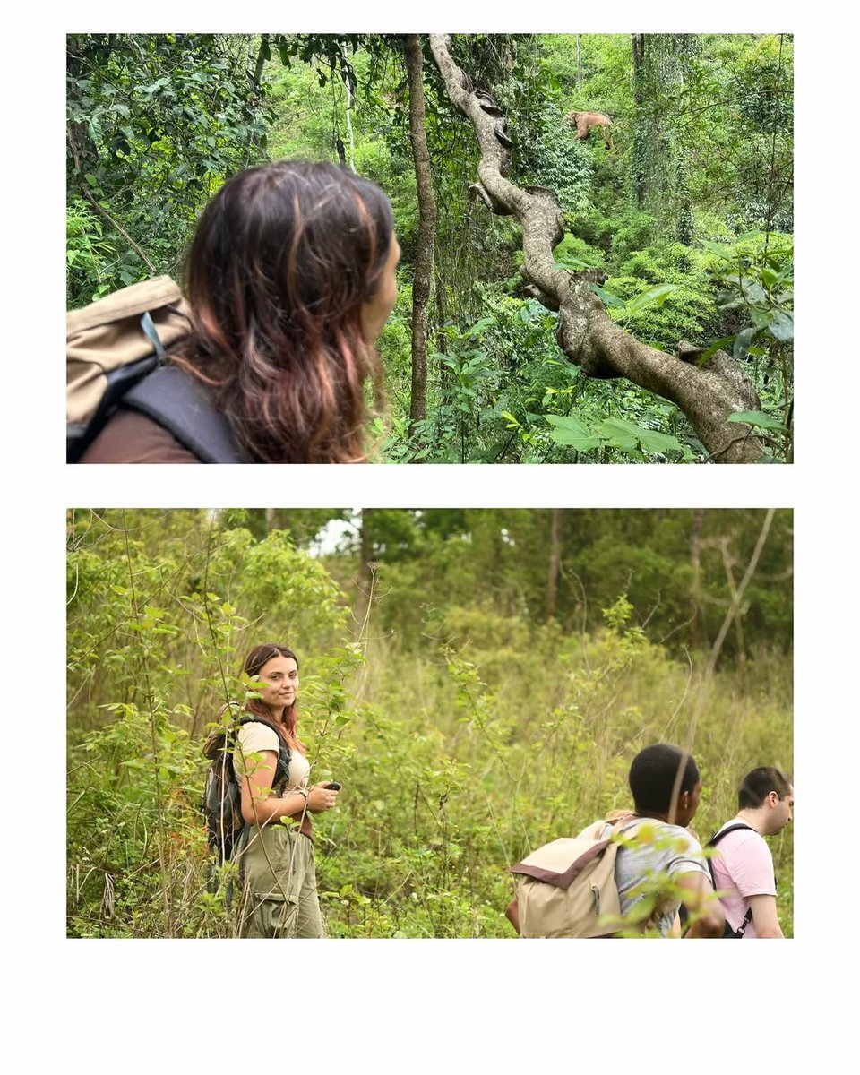 Kira_fauna's tweet photo. Conservation doesn't stop at snakes and turtles.
Watching these elephants move freely through the hills was a whole different kind of field work.
Same passion, bigger scale.
#Herpetology #WildlifeConservation #NatureLovers https://t.co/D1mteqQ4BV