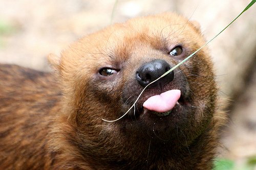 Strange Animals tweet media